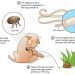 Demodicosis, or subcutaneous tick, in dogs: symptoms, treatment, prevention