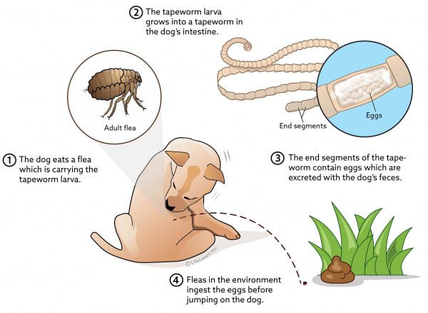 What do worms look like in a dog&#8217;s feces, why they appear and how to treat them