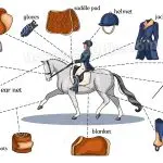 What do you need for equestrian sports?