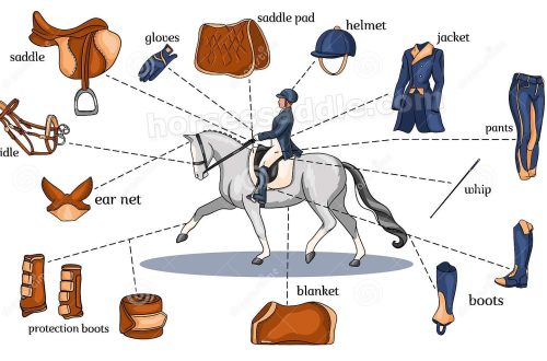 What do you need for equestrian sports?