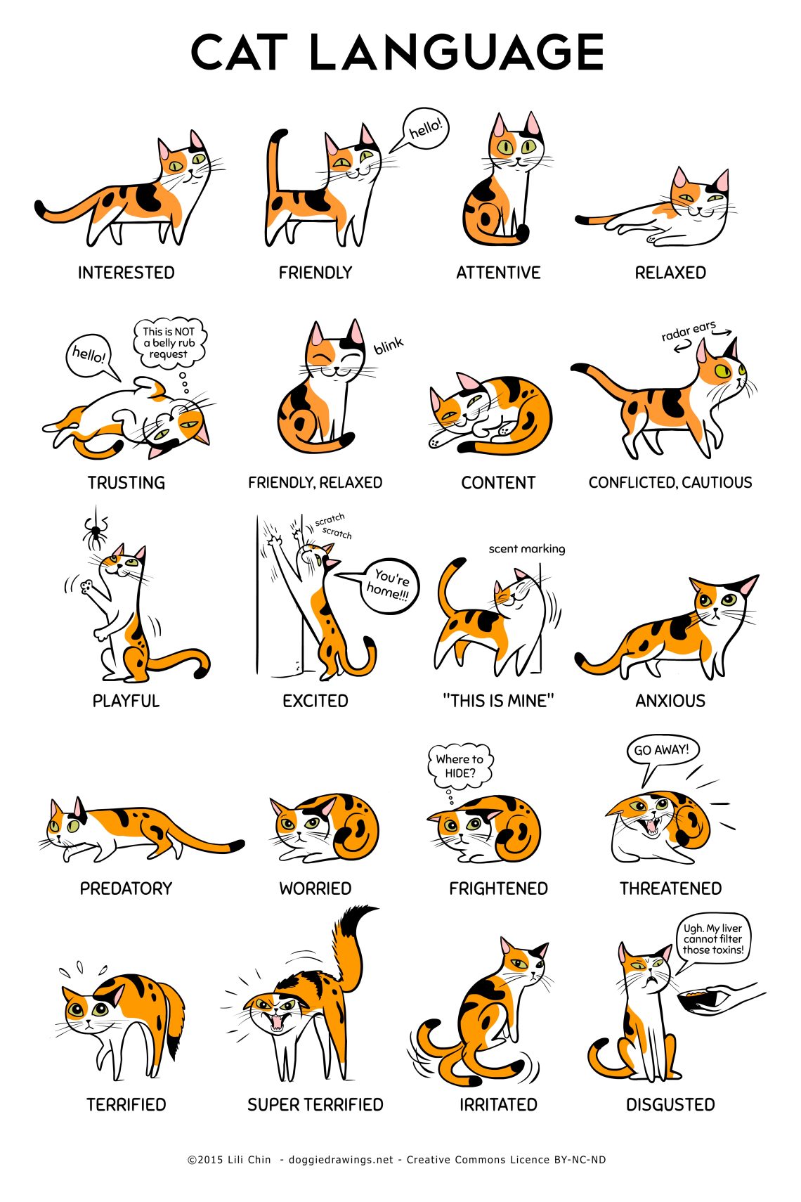 What does a cat say with its body language?