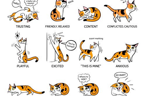 What does a cat say with its body language?