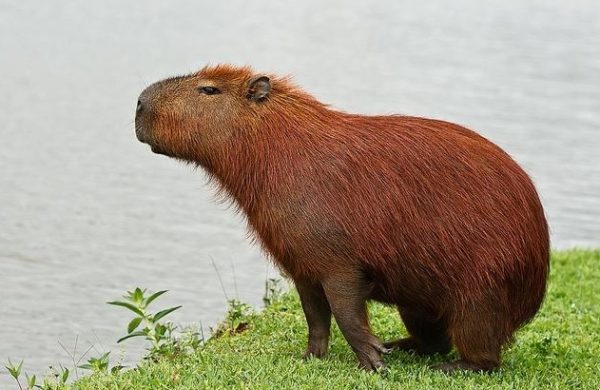 What does a guinea pig look like: photo, information, description of appearance