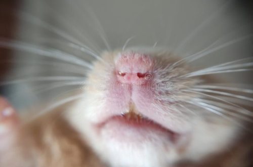 What does a hamster look like, what is its muzzle and paws (photo)