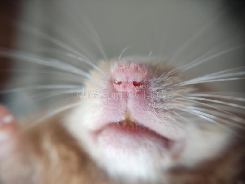 What does a hamster look like, what is its muzzle and paws (photo)