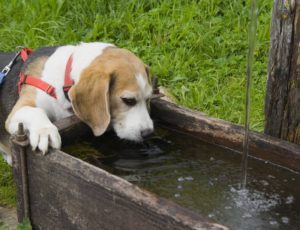 What does it mean if a dog refuses to drink water