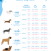 How long can dogs live: factors affecting life expectancy from a year to many years