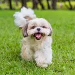 What dogs are considered companions, their characteristics and the best breeds