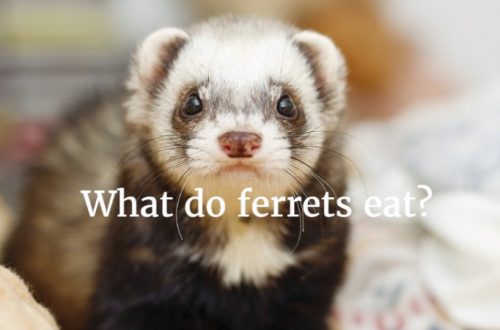 What ferrets eat: how to feed domestic ferrets and how to choose food