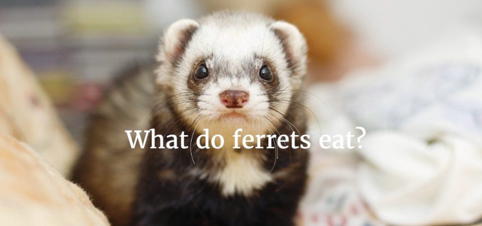 What ferrets eat: how to feed domestic ferrets and how to choose food