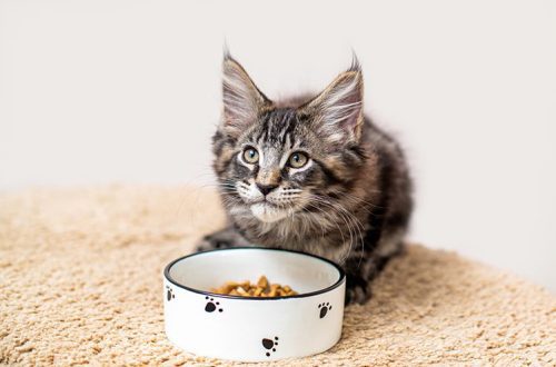What food do pedigreed and outbred kittens need?
