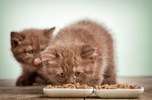 What food to choose for a kitten?