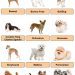 Schnauzer Dog Breeds: Varieties and Characteristics