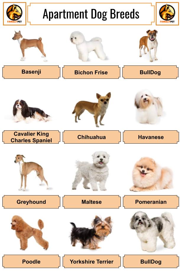 What genders are best for dogs