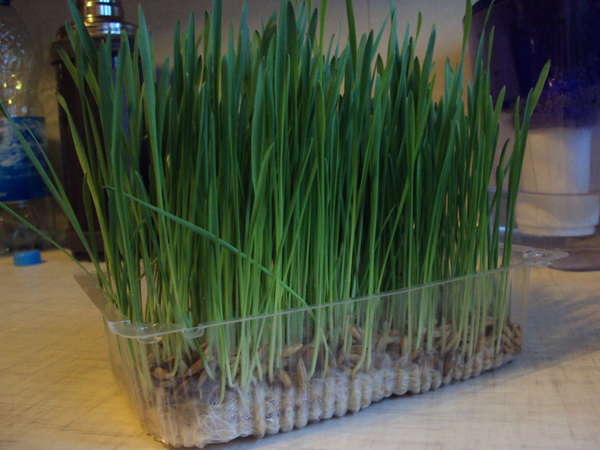 What grass can be given to guinea pigs: a table of allowed plants