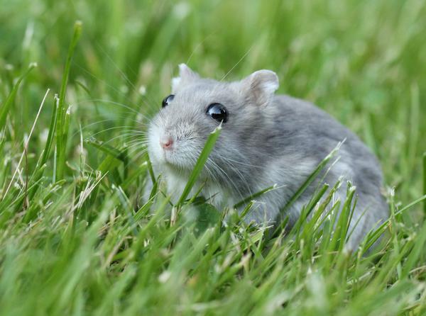 What grass can be given to hamsters, do dzhungars eat it?
