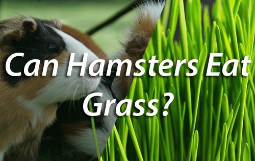Chì erba pò esse datu à i hamsters, i dzhungars manghjanu?