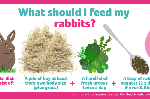 What grass can be useful to feed rabbits every day