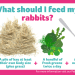 Feeding rabbits at home: what should be included in the diet and what should not be fed to rabbits