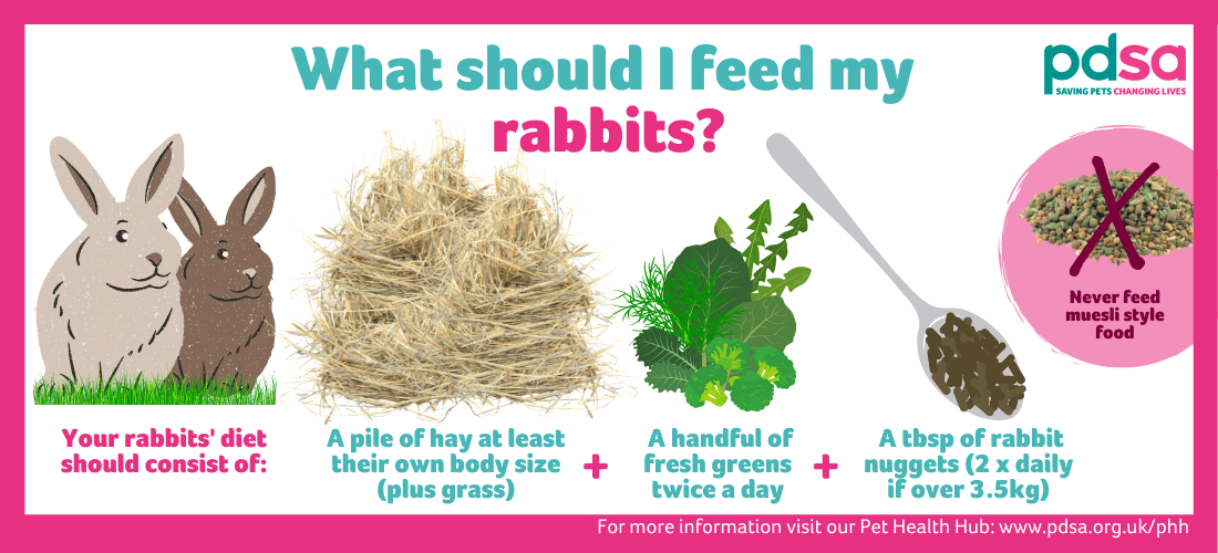 What grass can be useful to feed rabbits every day