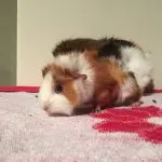 What guinea pigs die from at home: signs and causes of sudden death