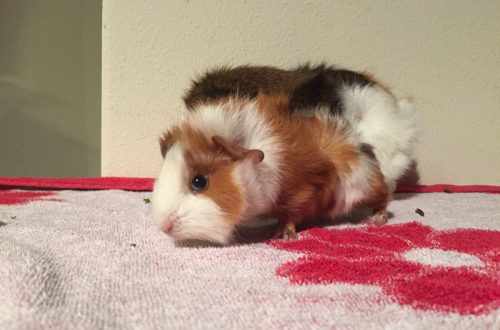 What guinea pigs die from at home: signs and causes of sudden death