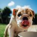 Scabies in Dogs: Symptoms and Everything You Need to Know About It