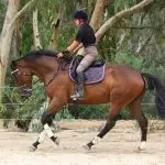 What happens if you soften the inside rein on the circle?