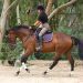 Learning to feel: how are you moving and how is the horse moving?