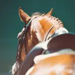 What hinders progress? Let’s talk about the psychology of the rider …