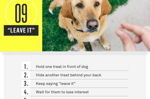 What interesting commands can you teach a dog