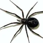 What is a karakurt spider and why should you be afraid of it