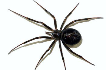 What is a karakurt spider and why should you be afraid of it