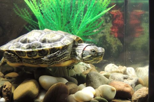 What is an aquaterrarium for red-eared turtles, how to properly equip an aquarium using lamps