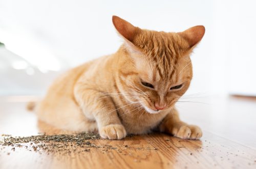What is catnip for?