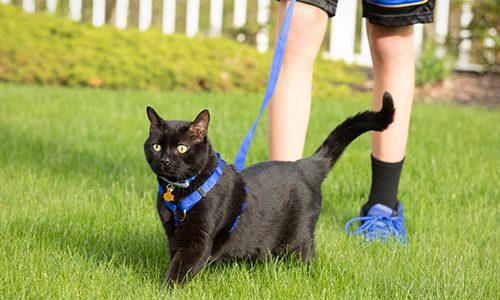 What is dangerous self-walking for domestic cats