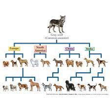 What is inbreeding in dogs