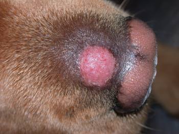 Mis on mikrosporia koertel, miks see tekib ja kuidas seda ravitakse
