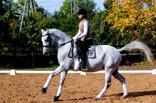 What is the best way to influence the horse with its own weight?