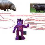 What is the difference between a hippopotamus and a hippo – the answer to the question