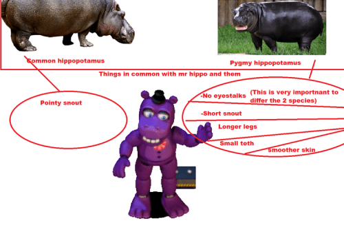 What is the difference between a hippopotamus and a hippo &#8211; the answer to the question