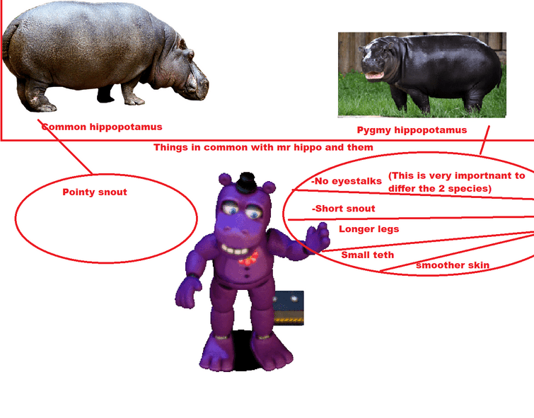 What is the difference between a hippopotamus and a hippo &#8211; the answer to the question