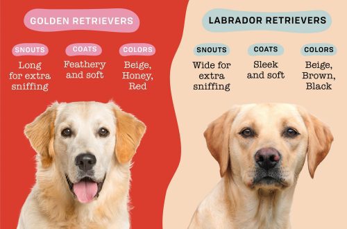 What is the difference between a Labrador Retriever and a Golden Retriever
