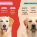 Guide dog: what breeds are suitable for this role