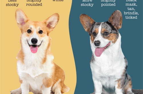 What is the difference between a Pembroke Welsh Corgi and a Cardigan?