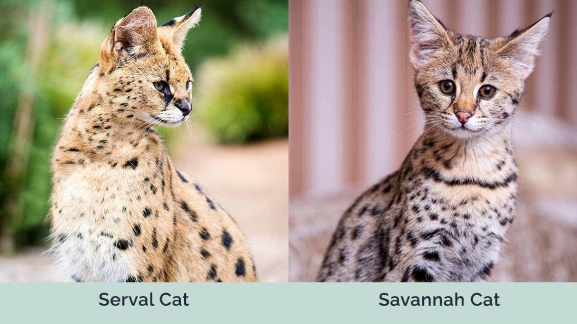 What is the difference between a serval cat and a savannah