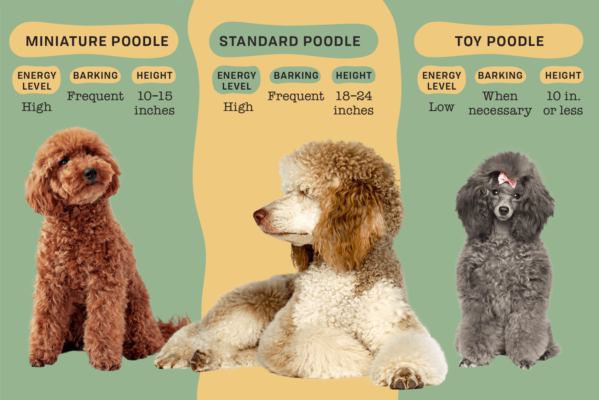 standard size poodle        <h3 class=