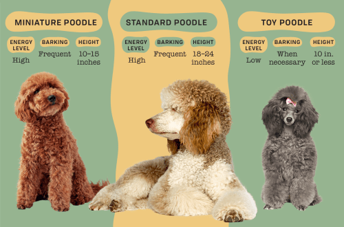 What is the difference between a toy poodle and a toy poodle