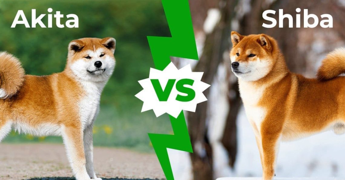 What is the difference between Akita Inu and Shiba Inu