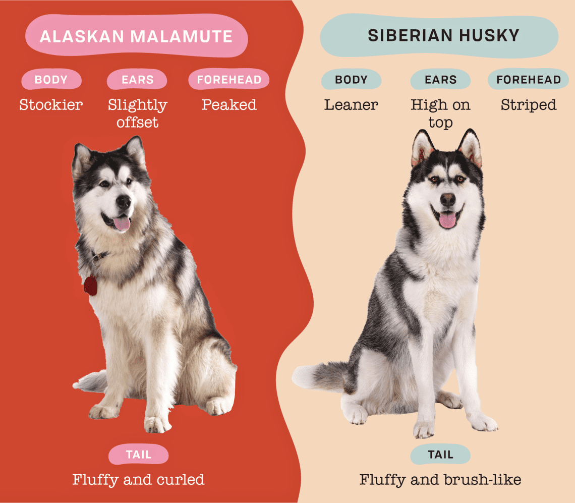 What is the difference between Huskies and Malamutes?